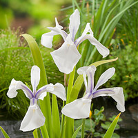 Iris Laevigata Snowdrift | Witte Lis | In 9CM pot