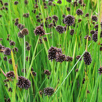 Juncus Ensifolius | Dwergrus | In 9CM pot