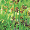 Juncus Inflexus | Zeegroene Rus | In 9CM pot