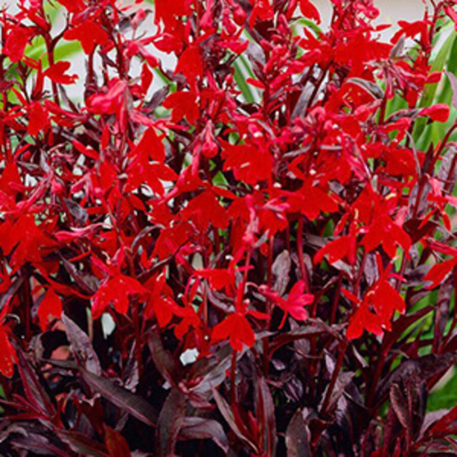 Lobelia fulg. Queen Victoria | Rode Waterlobelia | In 9CM pot