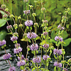 Mentha Pulegium| Dwergwatermunt | In 9CM pot