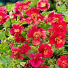 Mimulus Bonfire Red | Rode Maskerbloem | In 9CM pot