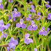 Mimulus Ringens | Maskerbloem | In 9CM pot