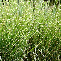 Miscanthus Zebrinus | Zebrariet | In 9CM pot