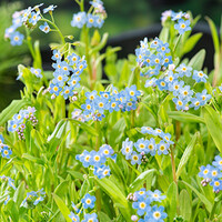 Myosotis Palustris | Moeras-Vergeet-Mij | In 9CM pot