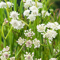 Oenanthe aquatica | Watertorkruid | In 9CM pot