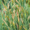 Phragmites Australis | Riet | In 9CM pot