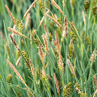 Phragmites Australis | Riet | In 9CM pot