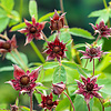 Potentilla Palustris | Wateraardbei | In 9CM pot