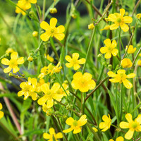 Ranunculus Flammula | Egelsboterbloem | In 9CM pot