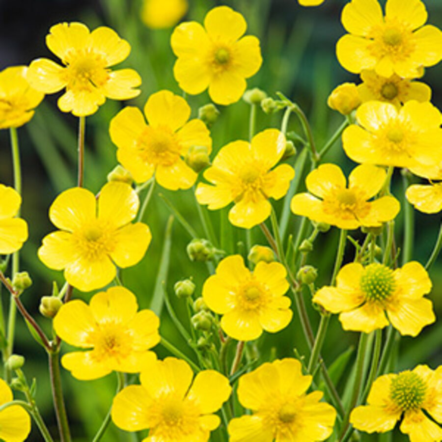 Ranunculus Lingua | Grote Boterbloem | In 9CM pot