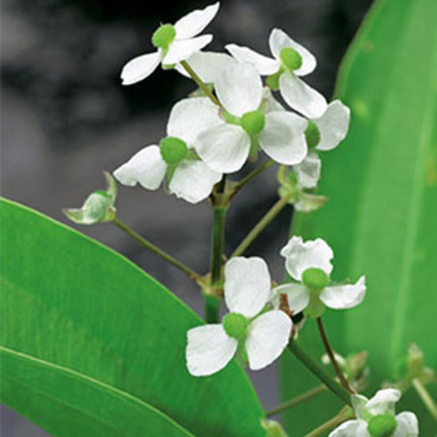 Sagittaria Graminea | Pijlkruid | In 9CM pot