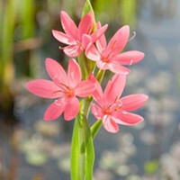 Schizostylis coc. Mrs.Hegarty | Moerasgladiool | In 9CM pot