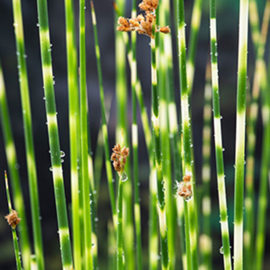 Scirpus Tabermont Zebrinus | Bonte Bies | In 9CM pot