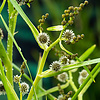 Sparganium Erectum | Grote Egelskop | In 9CM pot