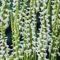Spiranthes Cernua Chadds Ford | Schroeforchis | In 9CM pot