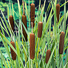 Typha Latifolia | Grote Lisdodde | In 9CM pot