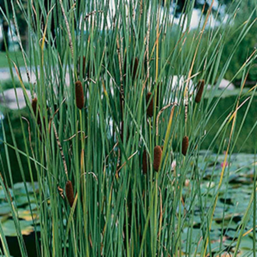 Typha Laxmannii | Lisdodde | In 9CM pot