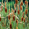 Typha Minima | Dwerglisdodde | In 9CM pot
