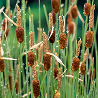 Typha Minima | Dwerglisdodde | In 9CM pot