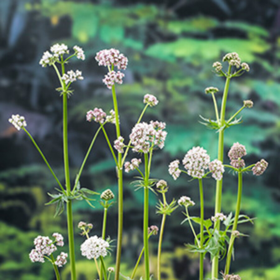 Valeriana Officinalis | Valeriaan | In 9CM pot