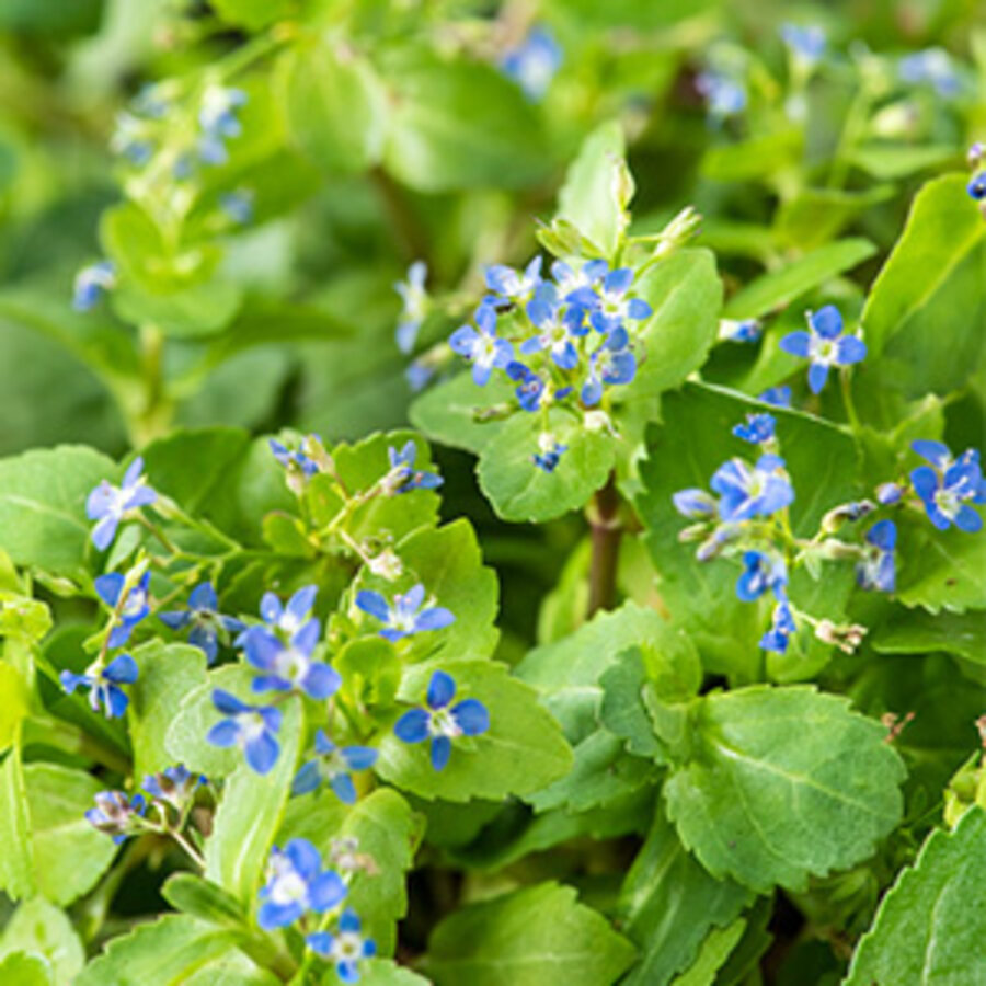 Veronica Beccabunga | Beekpunge | In 9CM pot