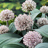 Alium Karataviese | Sierui | In 9CM pot