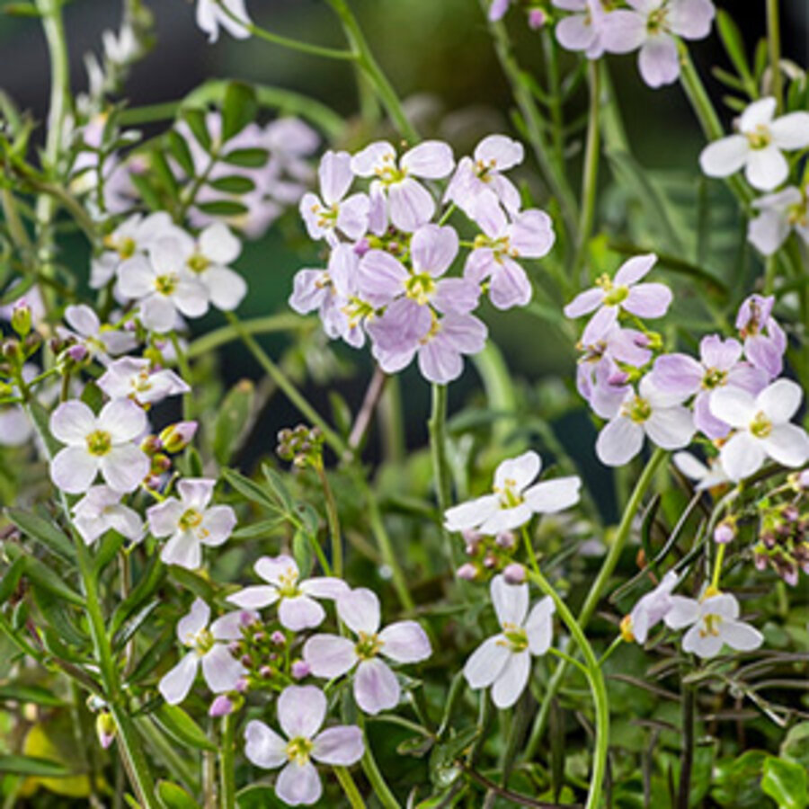 Cardamine Pratensis | Pinksterbloem | In 9CM pot