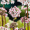 Darmera Peltata | Schildblad | In 9CM pot