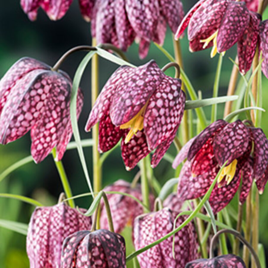 Fritillaria Meleagris | Kievitsbloem | In 9CM pot