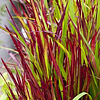 Imperata Red Baron | Japans Bloedgras | In 9CM pot