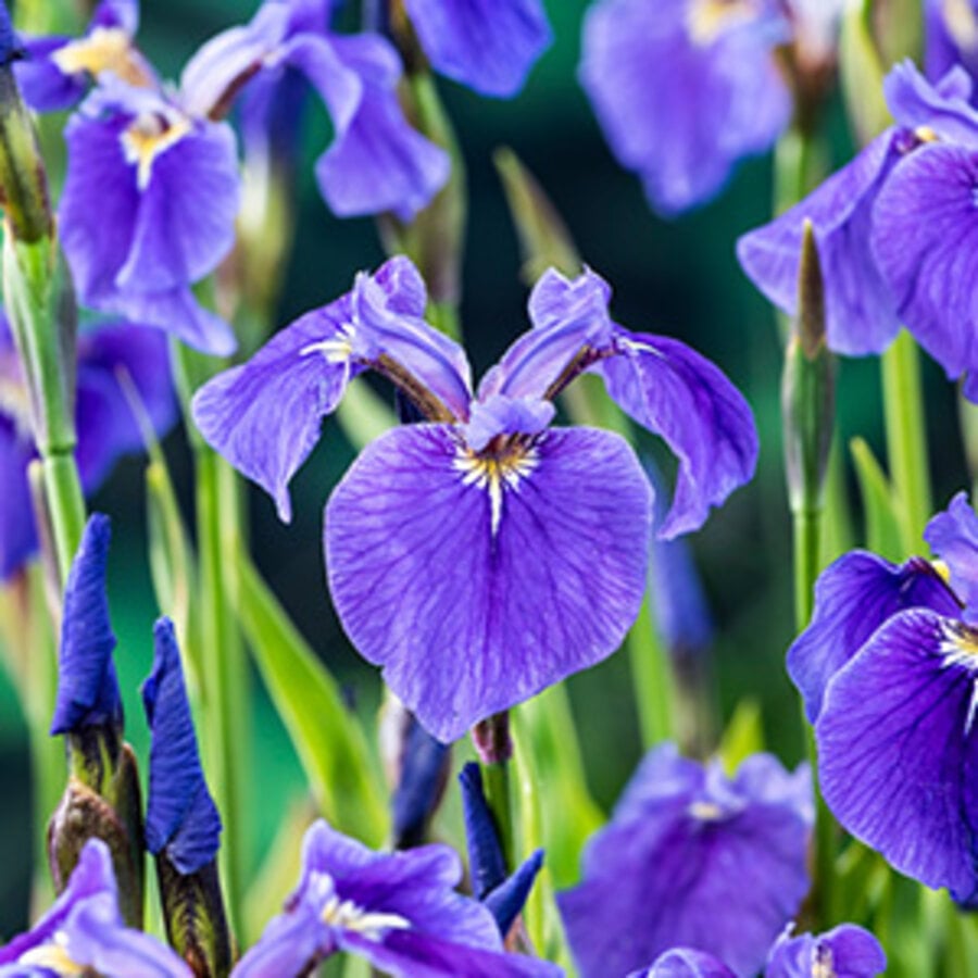 Iris Setosa | Paarse Iris | In 9CM pot