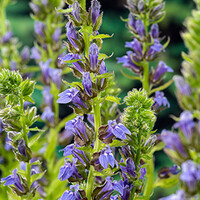 Lobelia Syphilitica | Waterlobelia | In 9CM pot