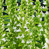 Lobelia Syphilitica Alba | Waterlobelia | In 9CM pot