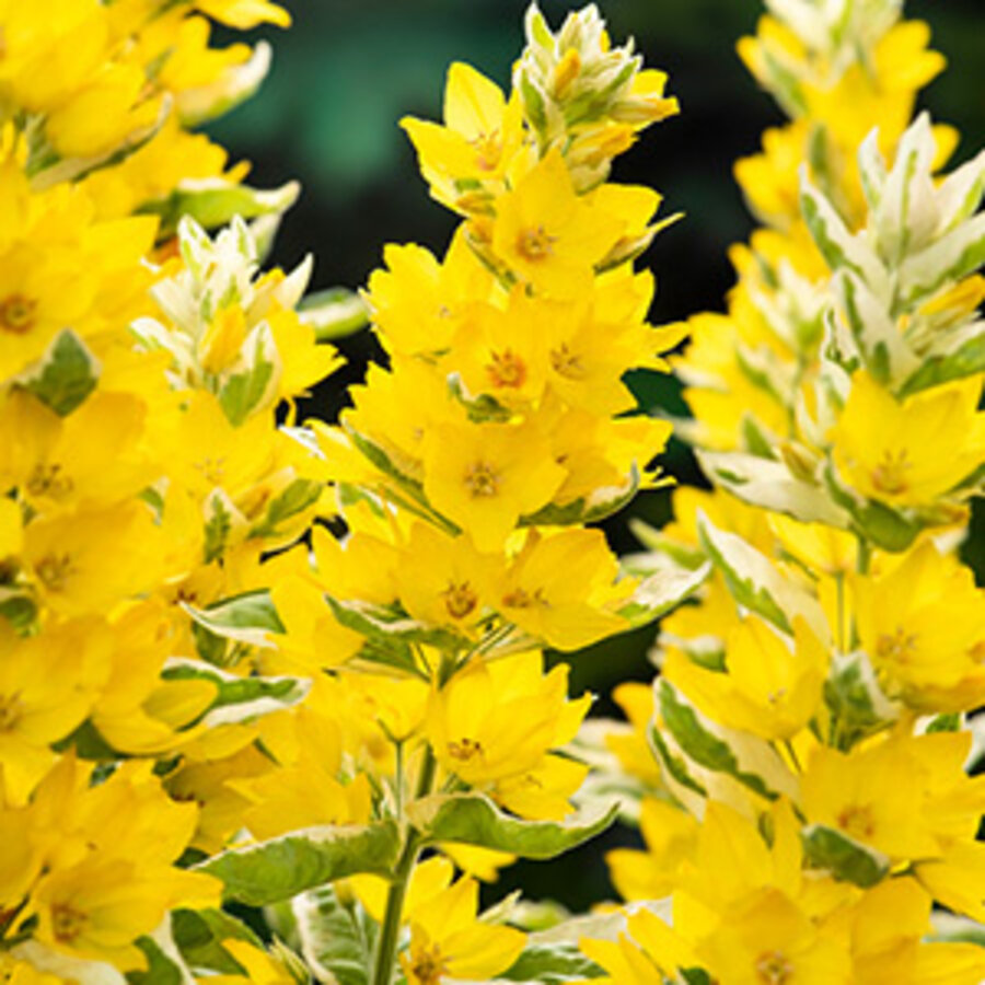 Lysimachia ‘Variegata’ (bont moeraswederik) | oeverplant voor vijverrand en border | in 9 cm pot