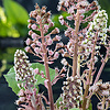 Petasites Hybridus | Groot hoefblad | In 9CM pot