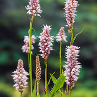 Polygonum Bistorta | Adderwortel | In 9CM pot