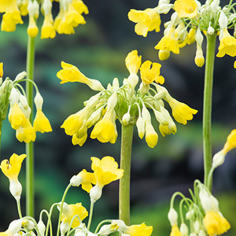 Primula Florindae | Sleutelbloem | In 9CM pot