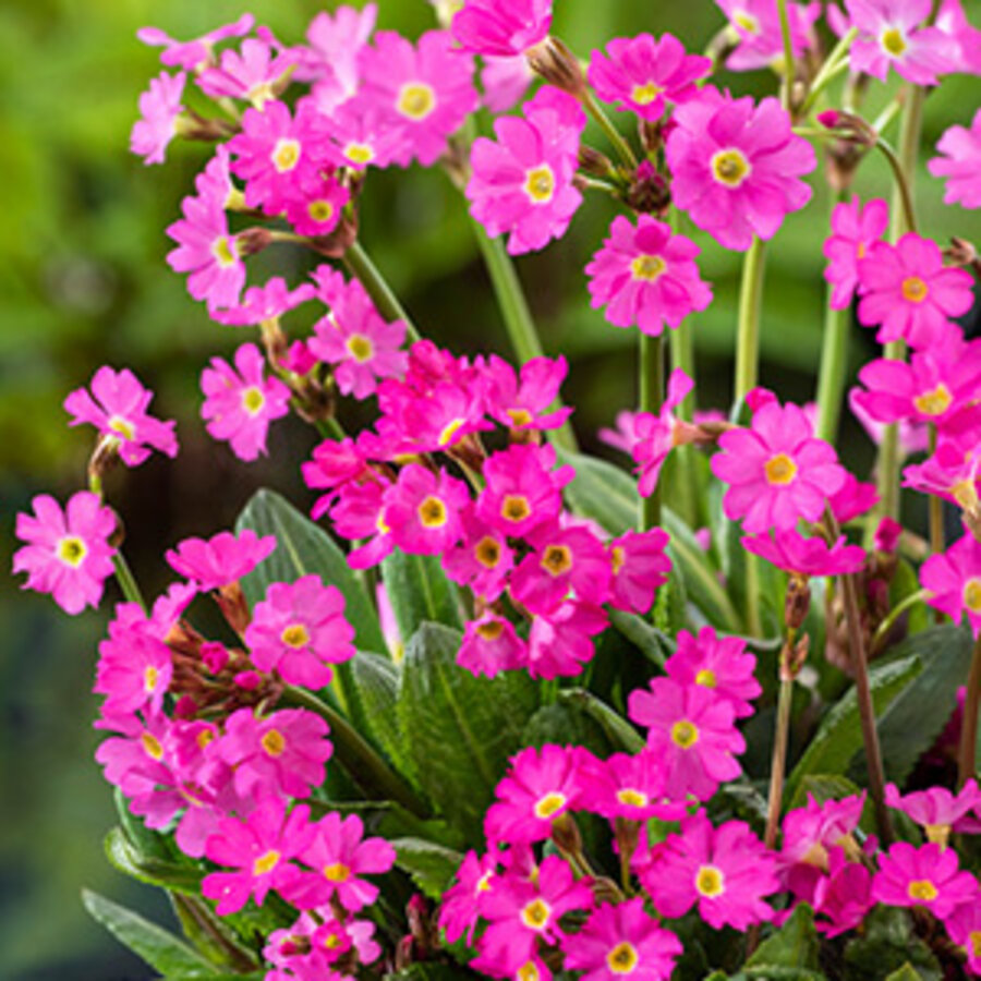 Primula Rosea | Sleutelbloem Rood | In 9CM pot