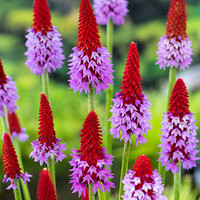 Primula vialii (orchideeënprimula) | Opvallende oeverplant voor Zone 1 | In 9 cm pot