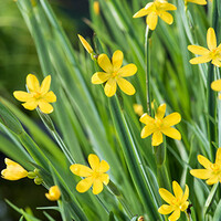 Sisyrinchium Californicum | Sisyrinchium | In 9CM pot