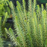 Hippuris Vulgaris | Lidsteng | In 9CM pot