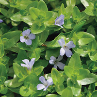 Bacopa Caroliniana | Grote Bacopa | In 11x11CM Mand