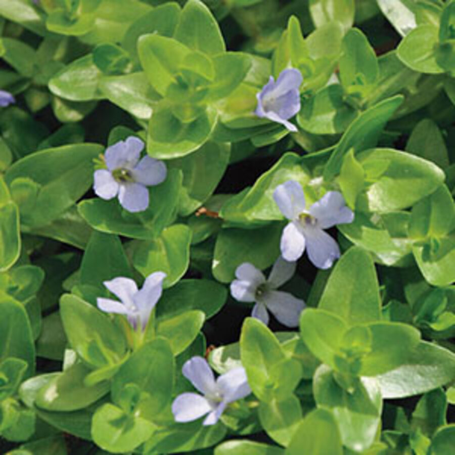 Bacopa Caroliniana | Grote Bacopa | In 11x11CM Mand