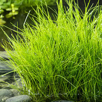 Eleocharis Acicularis | Naaldwaterbies | In 11x11CM Mand
