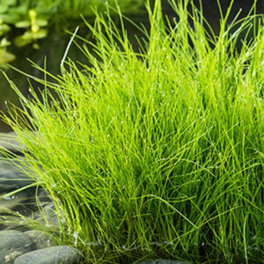 Eleocharis Acicularis | Naaldwaterbies | In 11x11CM Mand
