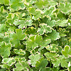 Hydrocotyle sib. Variegata | Bonte Waternavel | In 11x11CM Mand