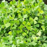 Marsilea Quadrifolia | Water klavertje vier | In 11x11CM Mand