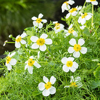 Ranunculus Aquatilis | Waterranonkel | In 11x11CM Mand