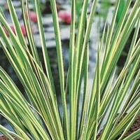 Acorus Calamus Gramineus | Mini bonte kalmoes | In 9CM pot